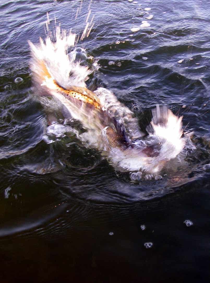 A seatrout thrashing at the surface, head shaking in a ring of spray — the head-shake is how most of them throw the hook.
