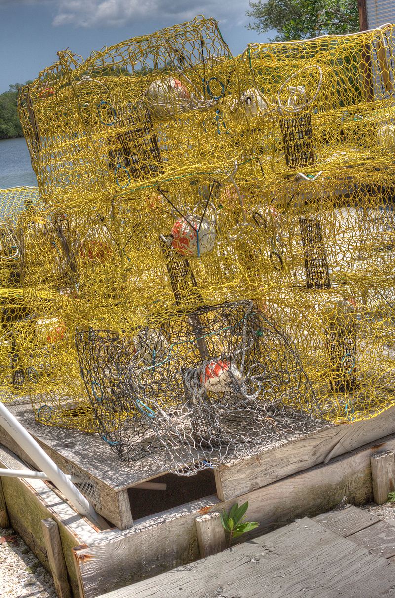 A stack of yellow plastic-coated wire stone-crab traps on a wooden dock, water and a green bank behind