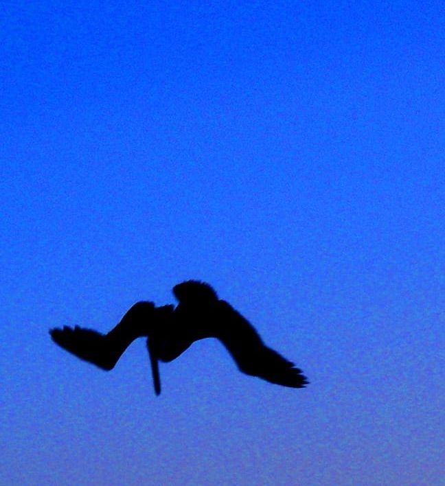 Pelican diving on bait in New Pass off Lido Key
