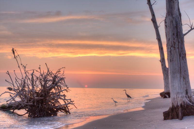 Herons working the sunset shoreline among weathered driftwood near Stump Pass, Manasota Key