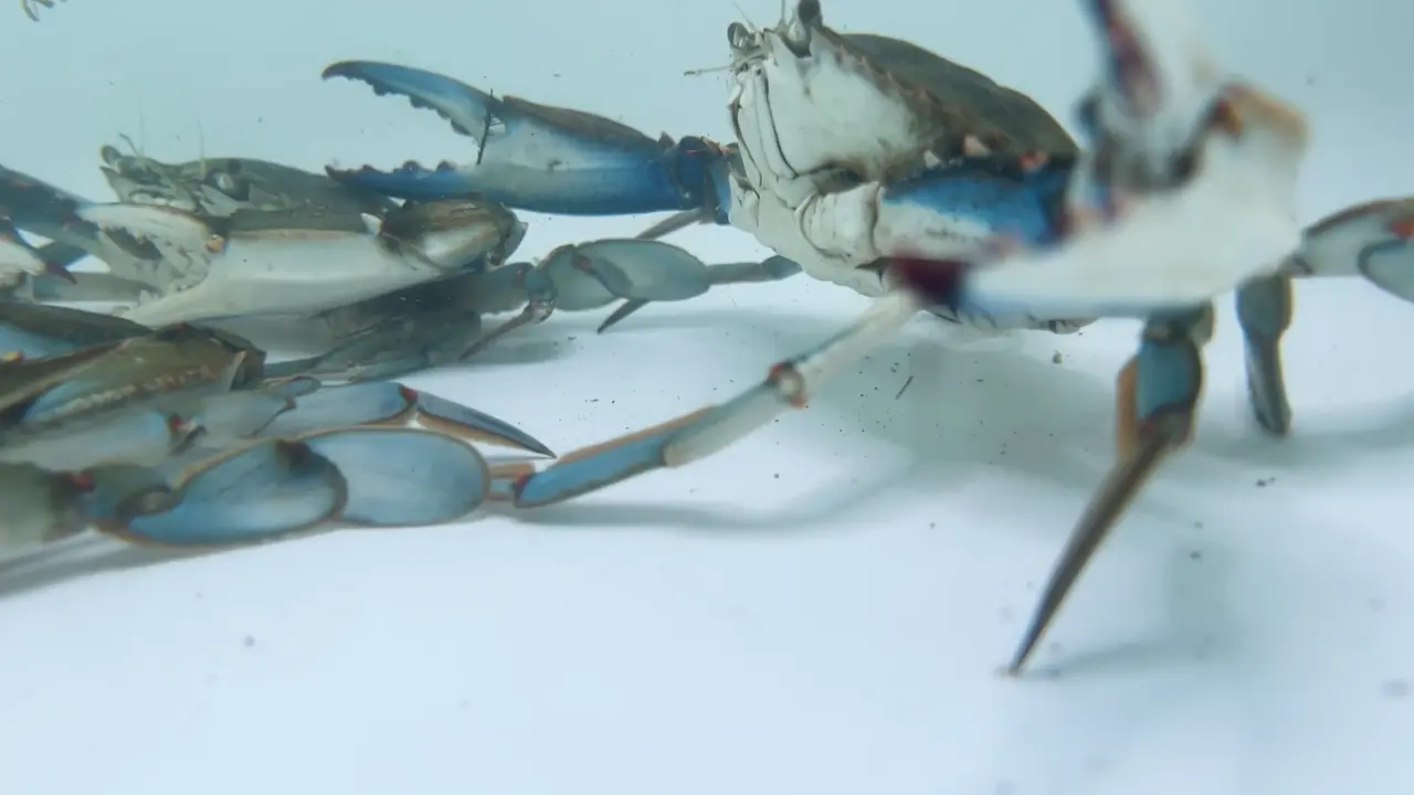 A live pass crab is the bait for tarpon and permit on a moving tide.
