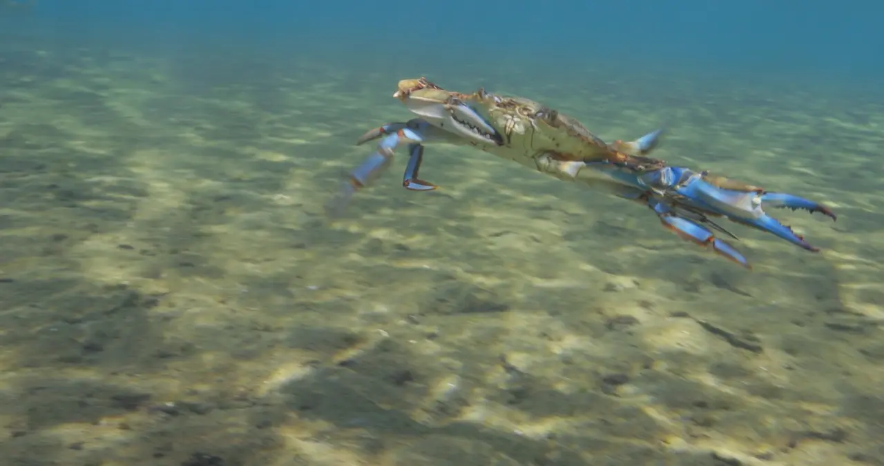 A blue crab swimming just above a shell-and-grass bottom, claws raised