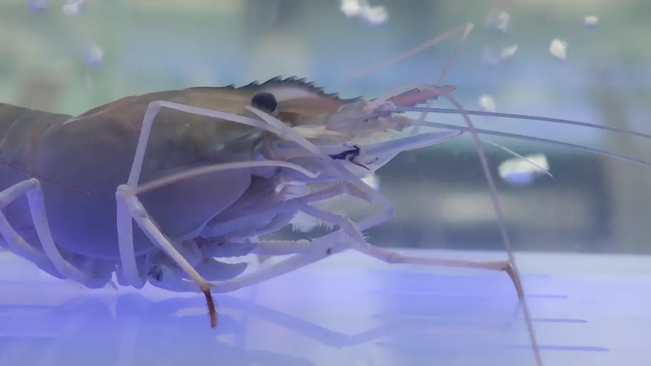 When whitebait is scarce, a live shrimp catches everything that swims here.