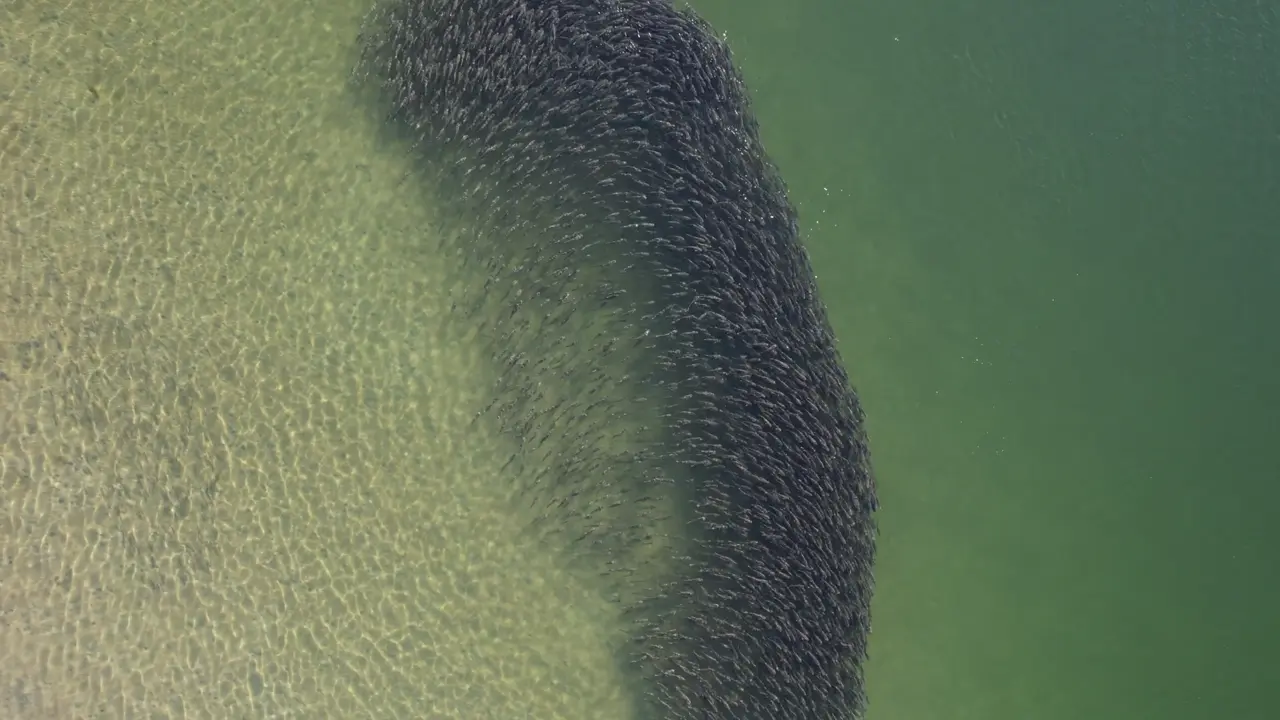 A bait school reads as a dark mass from the air — the mackerel are under it.