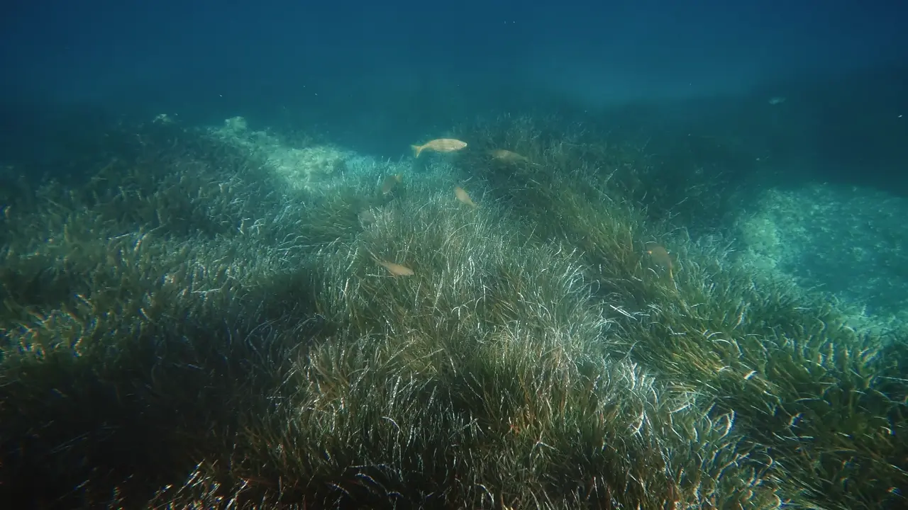 Trout scatter across the grass — you drift to cover water, not anchor on a spot.