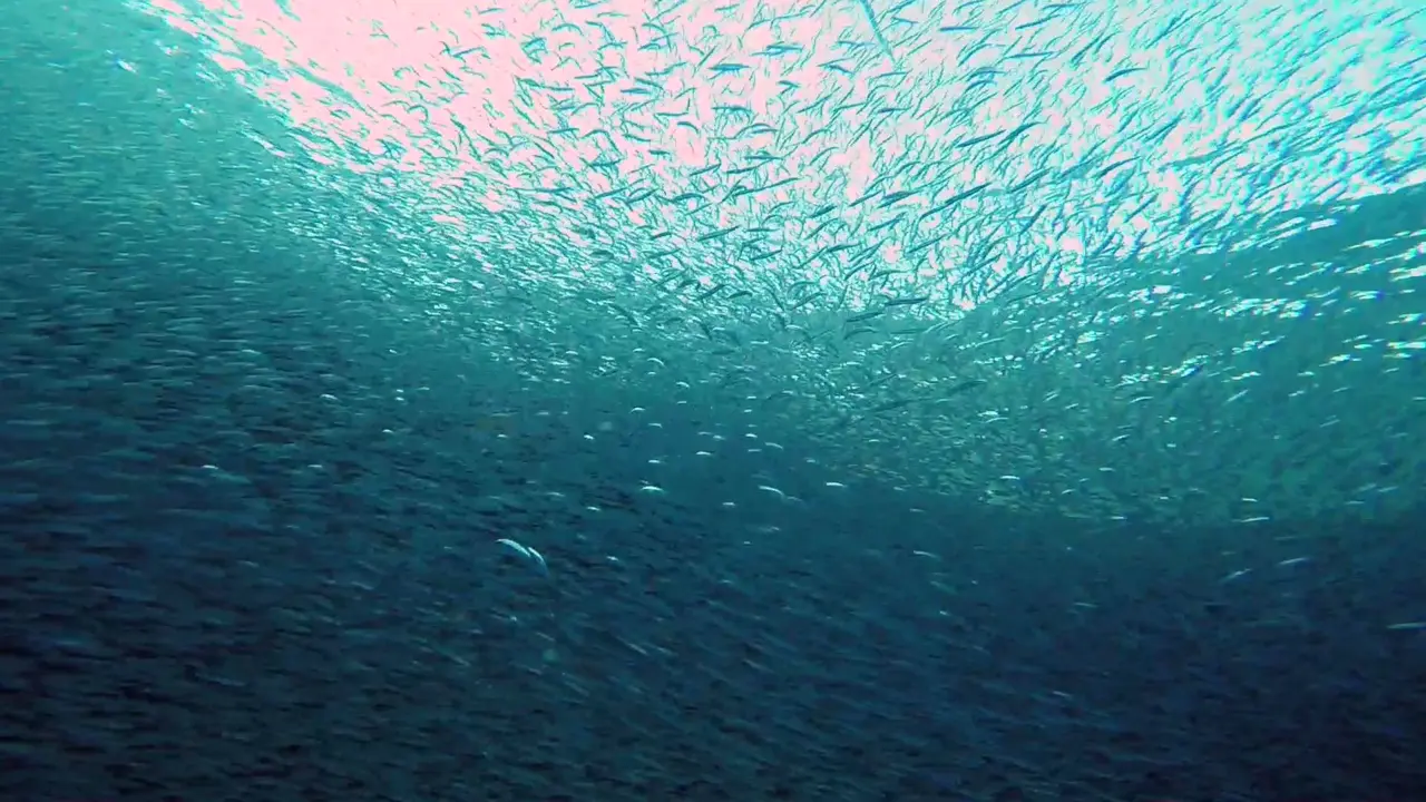Find a shoal this thick and the kings are already under it.