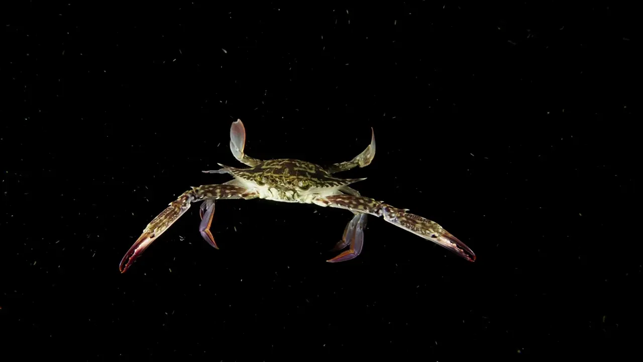 A live pass crab, free-lined to a fish you can see, is the permit bait.