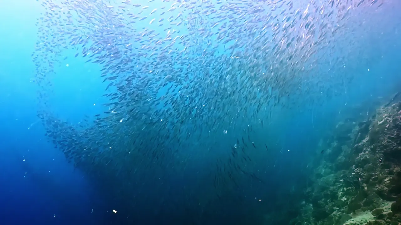 Bait stacked in the water column is the first sign a ledge is holding gags.