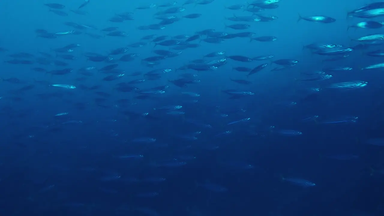 There's no bottom to mark tunny — find them under the diving birds.