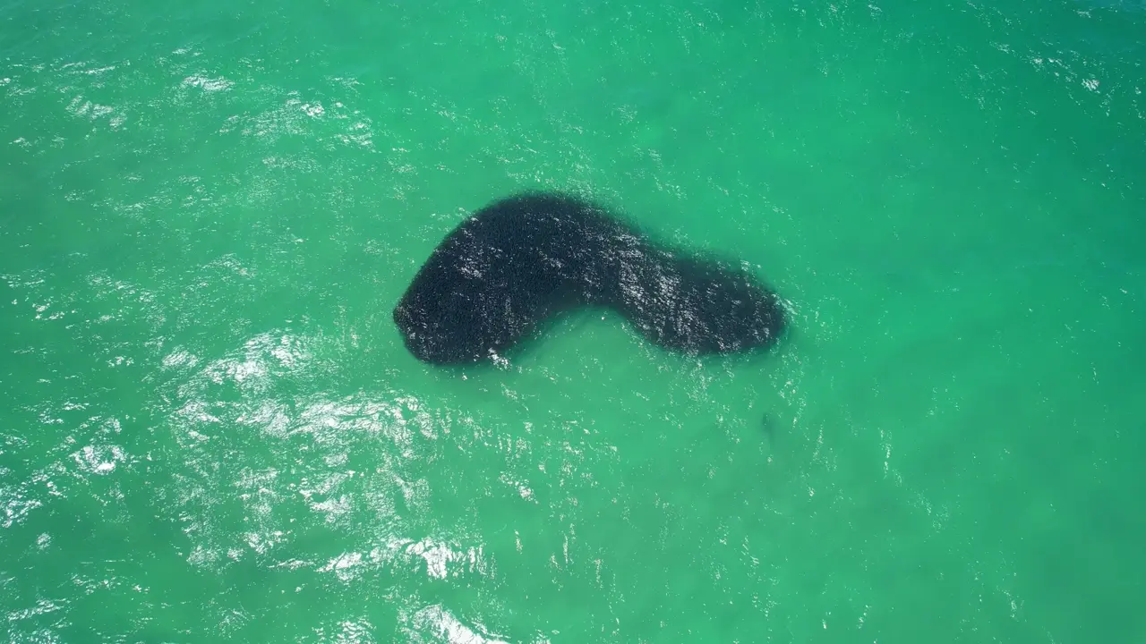 Pressed from below, a bait school balls up and holds against the surface.
