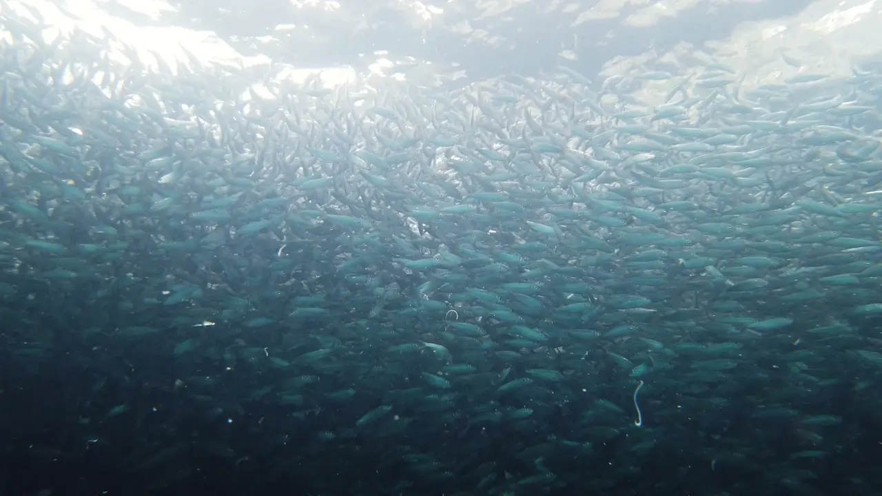 A wall of baitfish, every one of them the size of a metal jig.