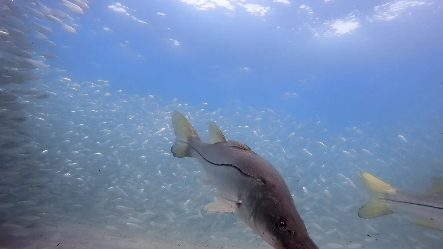 Seven baits cover nearly everything — all within a mile of the ramp.