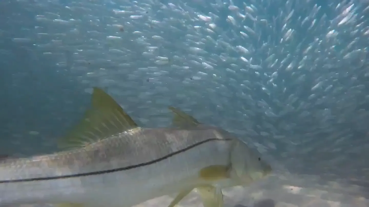 Bait moves onto the two to four foot grass flats as the water warms.