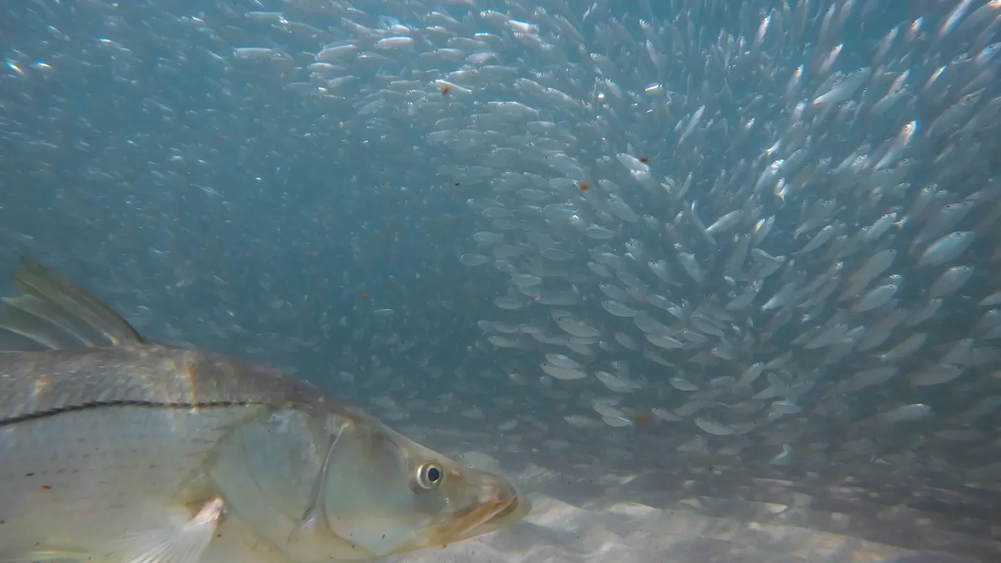 Nothing outfishes a scared whitebait.