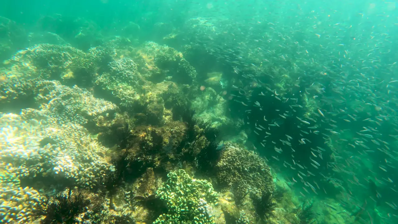 Snook and mangrove snapper hold tight to the hard bottom and rock piles.