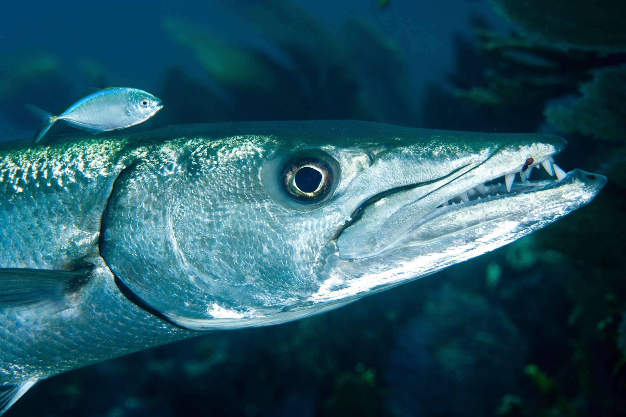 Can You Keep Barracuda in Florida? 2026 Rules & Sarasota Spots