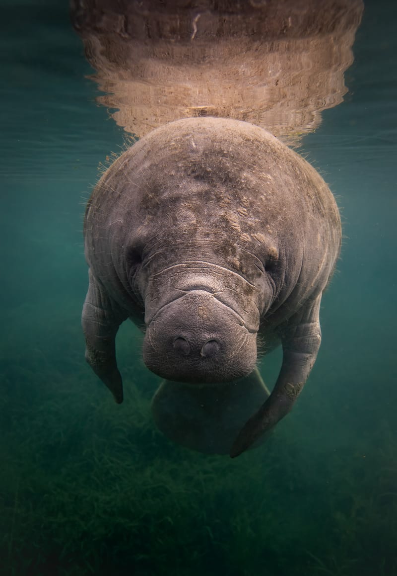 A manatee facing the camera in clear spring water