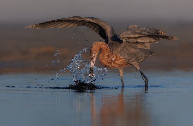 A reddish egret with wings spread, stabbing at bait in a thin sheet of water at first light