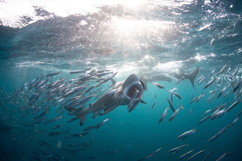 A predator driving through the middle of a baitfish school just under the surface
