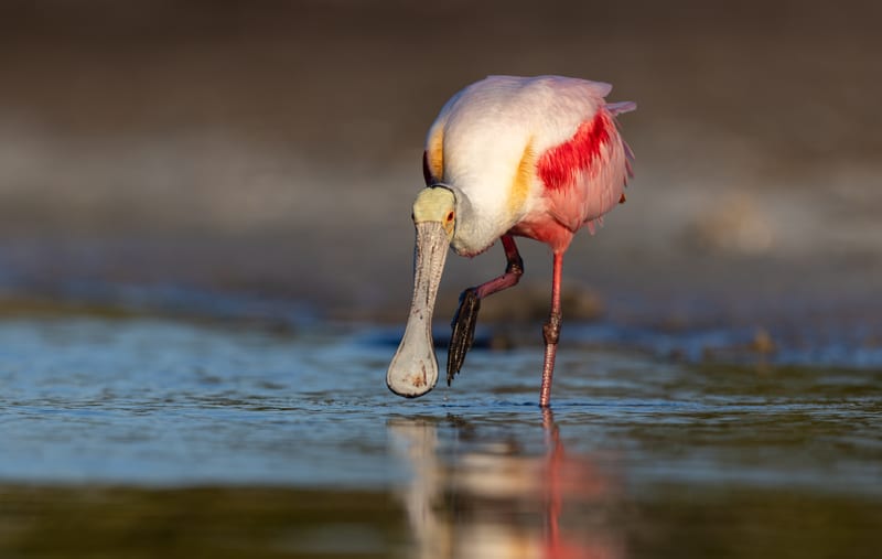 A roseate spoonbill sweeping its bill through shallow water