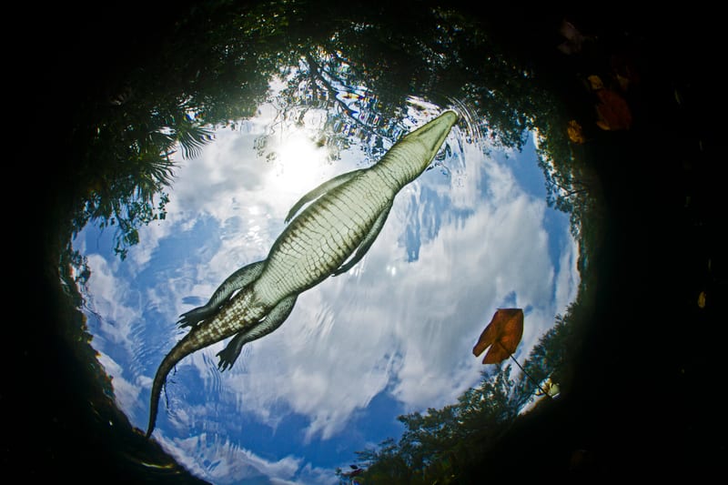 An alligator seen from below, silhouetted against the sky through tannin-stained water