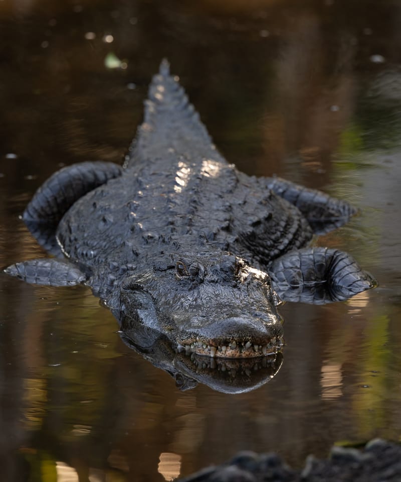 An alligator resting at the surface in dark fresh water