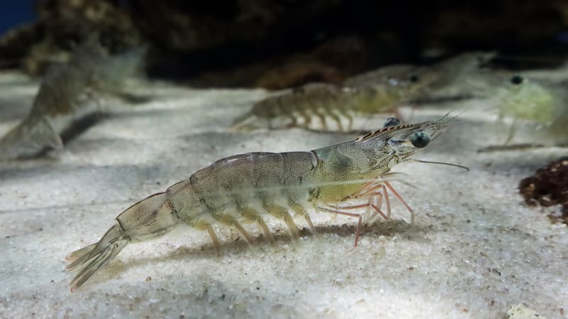 Live shrimp on a clean sand bottom.