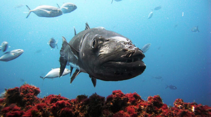 A heavy grouper holding over hard bottom