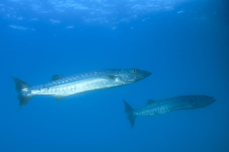 Two great barracuda hanging motionless in clear blue water