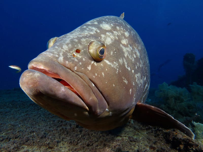 A grouper on the reef — the bottom-fishing prize