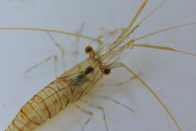 Close-up of a live shrimp — translucent shell, banded legs, antennae longer than its body