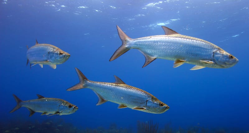 Tarpon cruising clear shallow water.