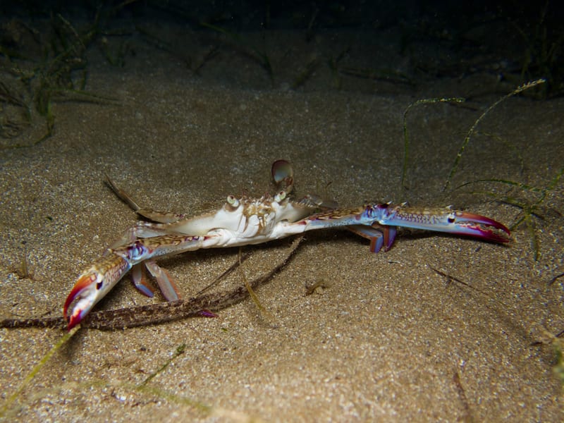 A swimming crab on rippled sand, scattered blades of grass across the bottom