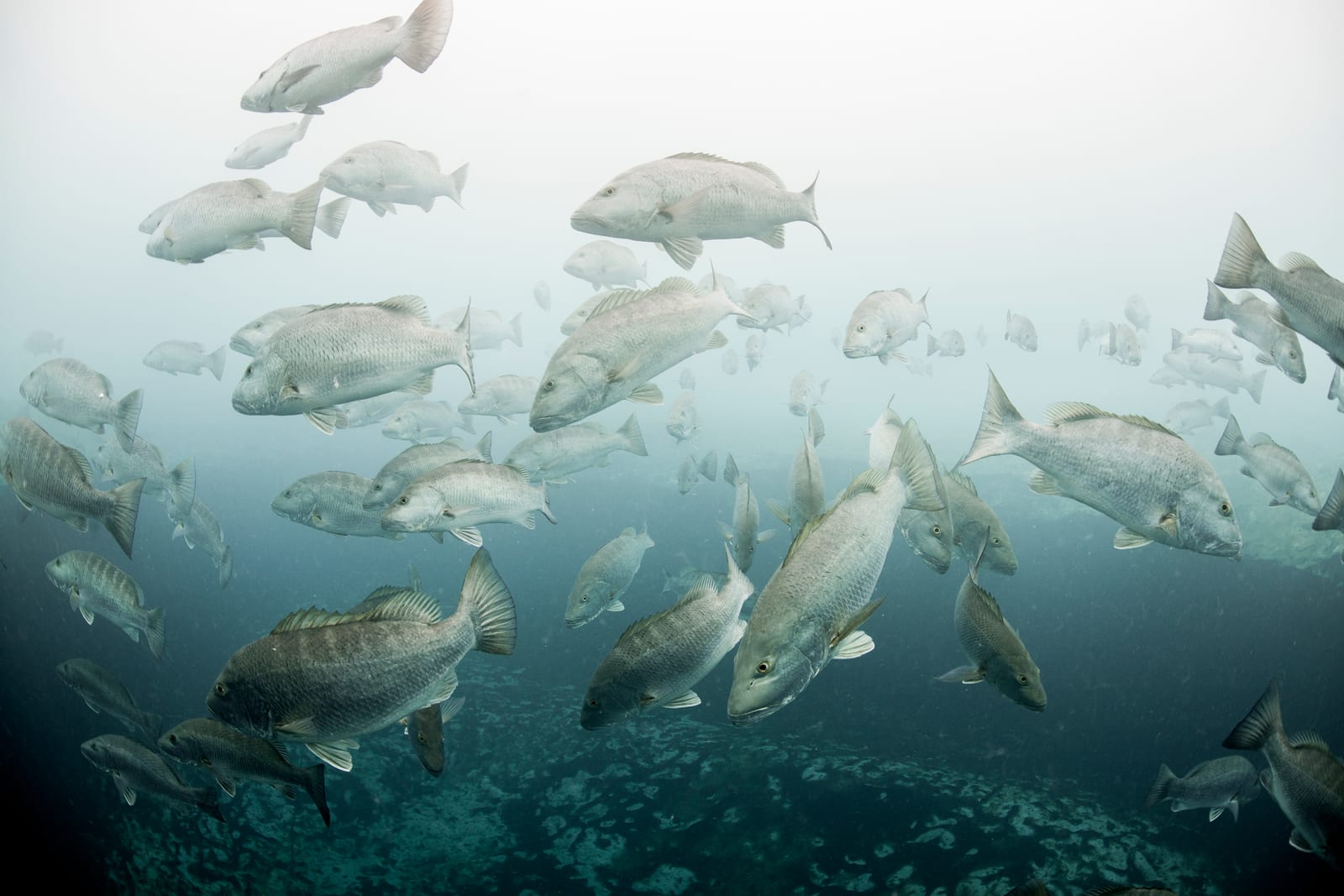 Bridges, culverts, boxcars and tanks — the Gulf bottom is what the county put there.