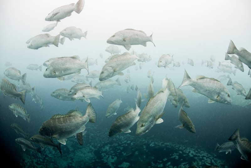 A school of snapper stacked over hard bottom in hazy green water