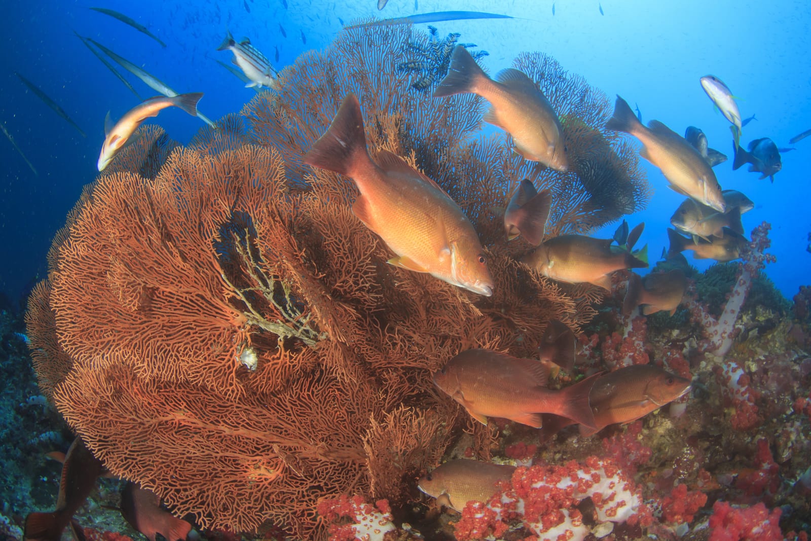 Nearshore ledges hold grouper, snapper, hogfish, and sheepshead.