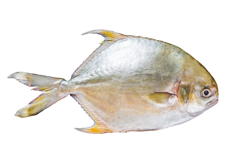 A whole Florida pompano side-on — deep silver body, yellow wash on the belly and fins