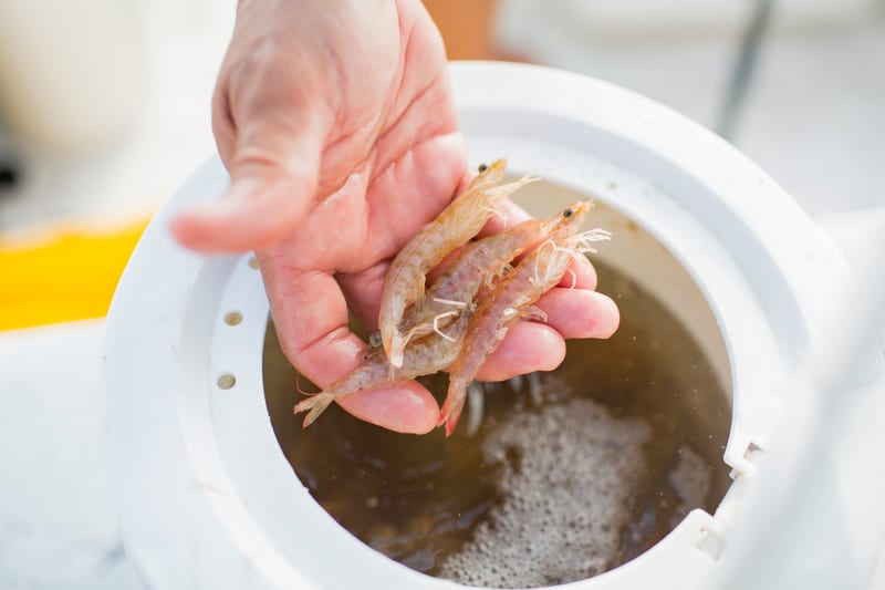 A hand lifting several whole live shrimp out of a white aerated bait bucket