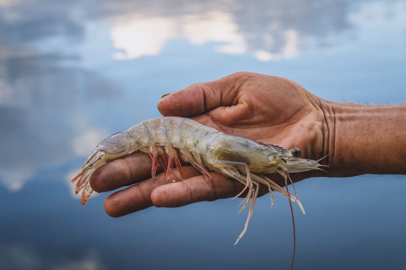 A live shrimp lying across an open palm above still water