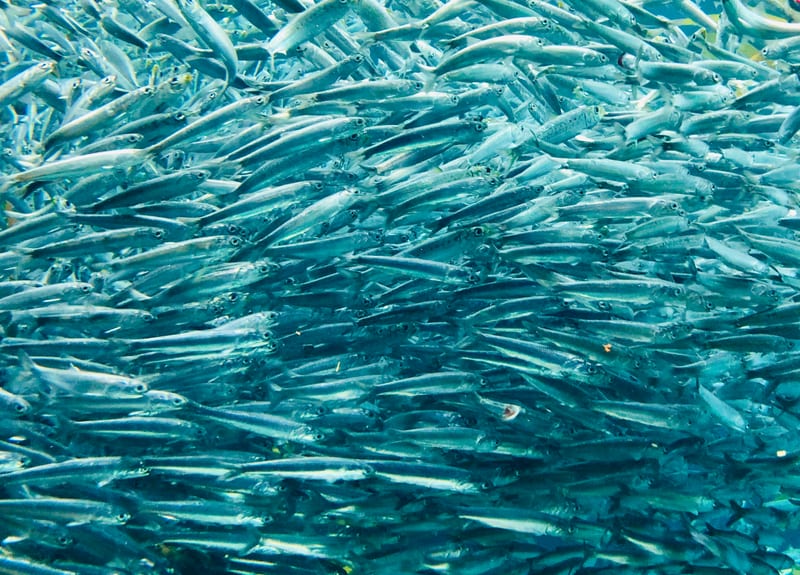 A dense wall of slender silver baitfish packed together in blue water