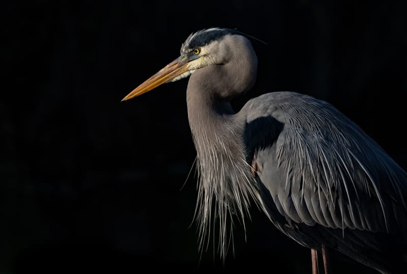 A great blue heron standing in shallow water