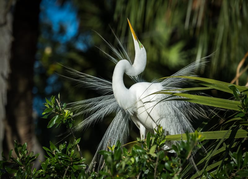A great egret in breeding plumage, back plumes fanned out, standing in green foliage and palm fronds
