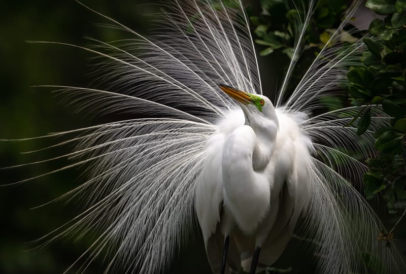 A great egret in full breeding plumage