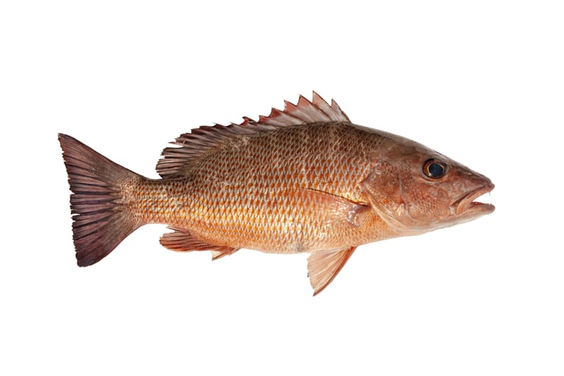A whole mangrove snapper broadside on a white background — coppery flanks, spined dorsal, forked tail