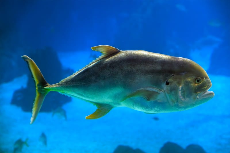 A jack crevalle in open blue water — a routine by-catch on a slow-trolled bait.