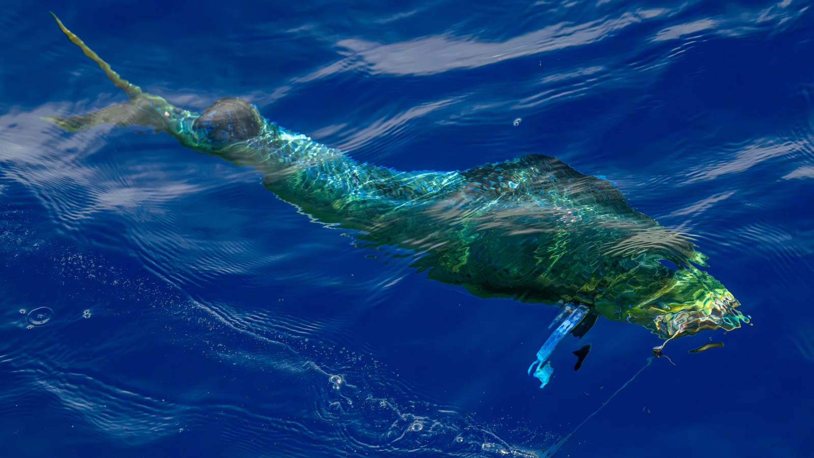 The troll home is where summer pelagics hit — kings, bonito, a stray mahi.