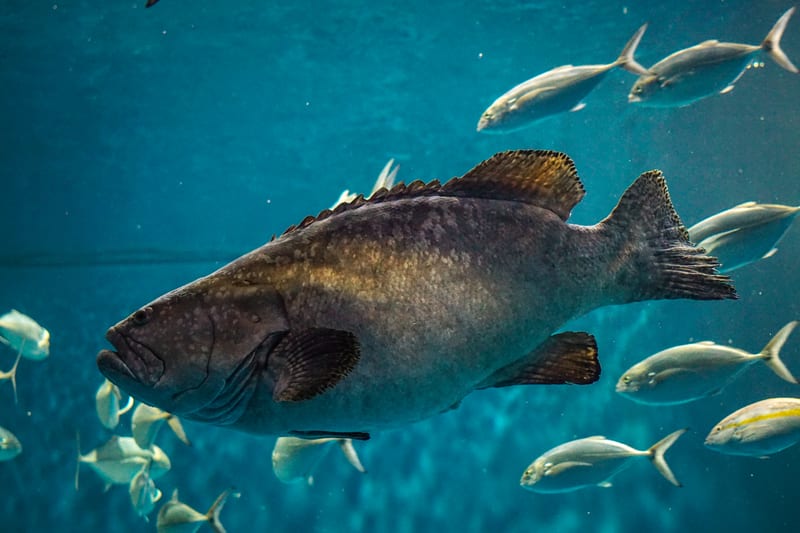 A heavy-bodied grouper hanging in blue water with a loose school of smaller fish around it