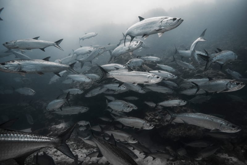 Tarpon gathered around structure — all SWFL tarpon tournaments are catch-and-release