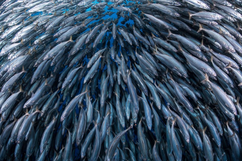 A bait ball packed so tight the individual fish disappear into it.