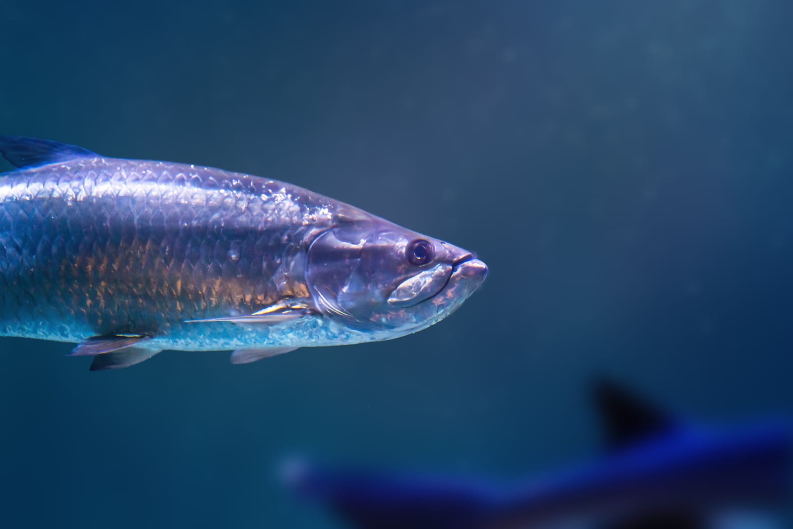 A tarpon cruising in clear blue water